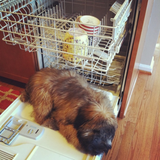 Dog sleeping in dishwasher.
